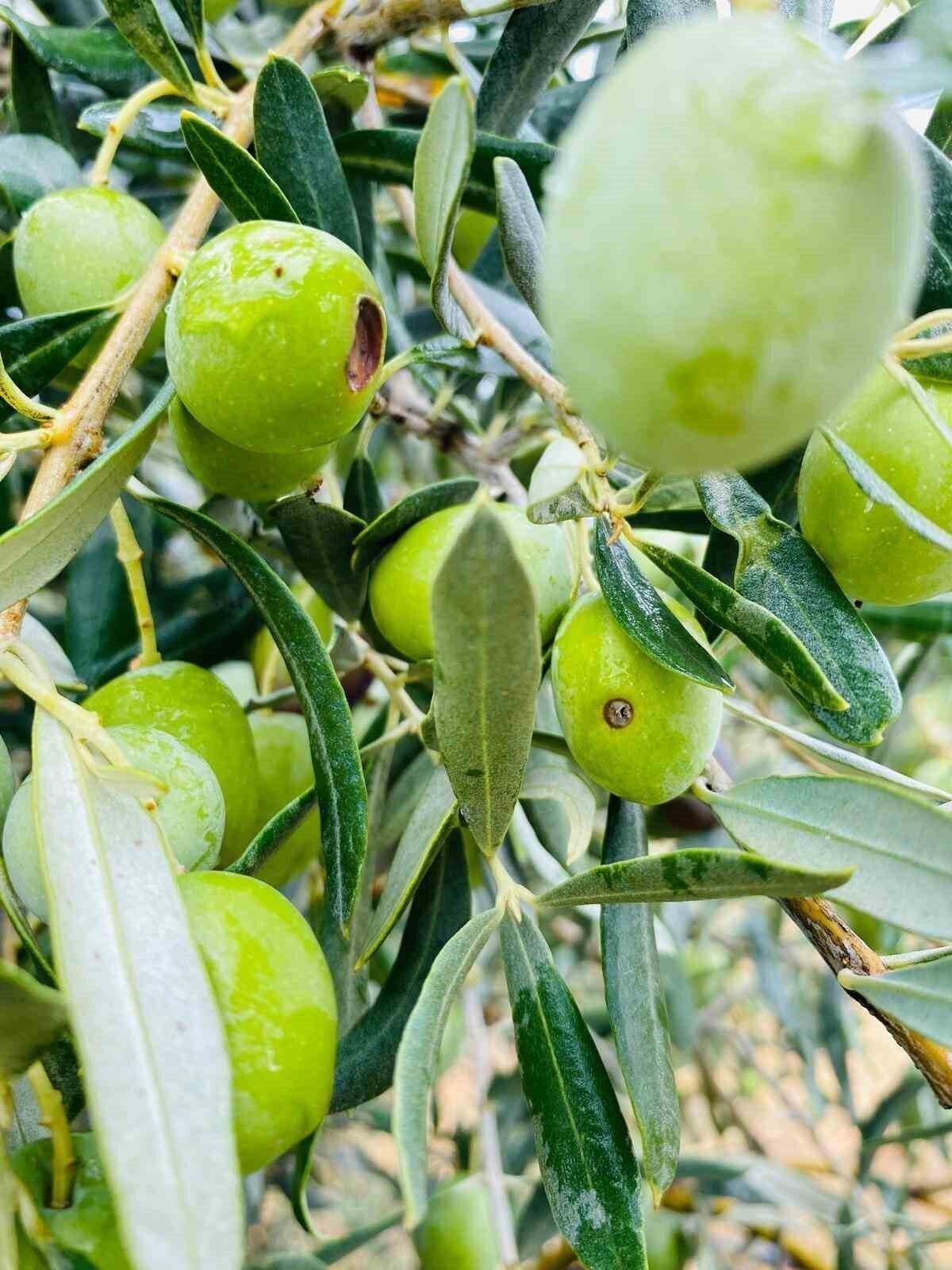 Manisa’da zeytincilere çifte uyarı