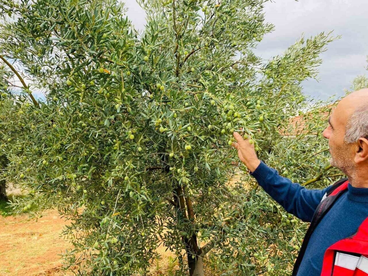 Manisa’da zeytincilere çifte uyarı