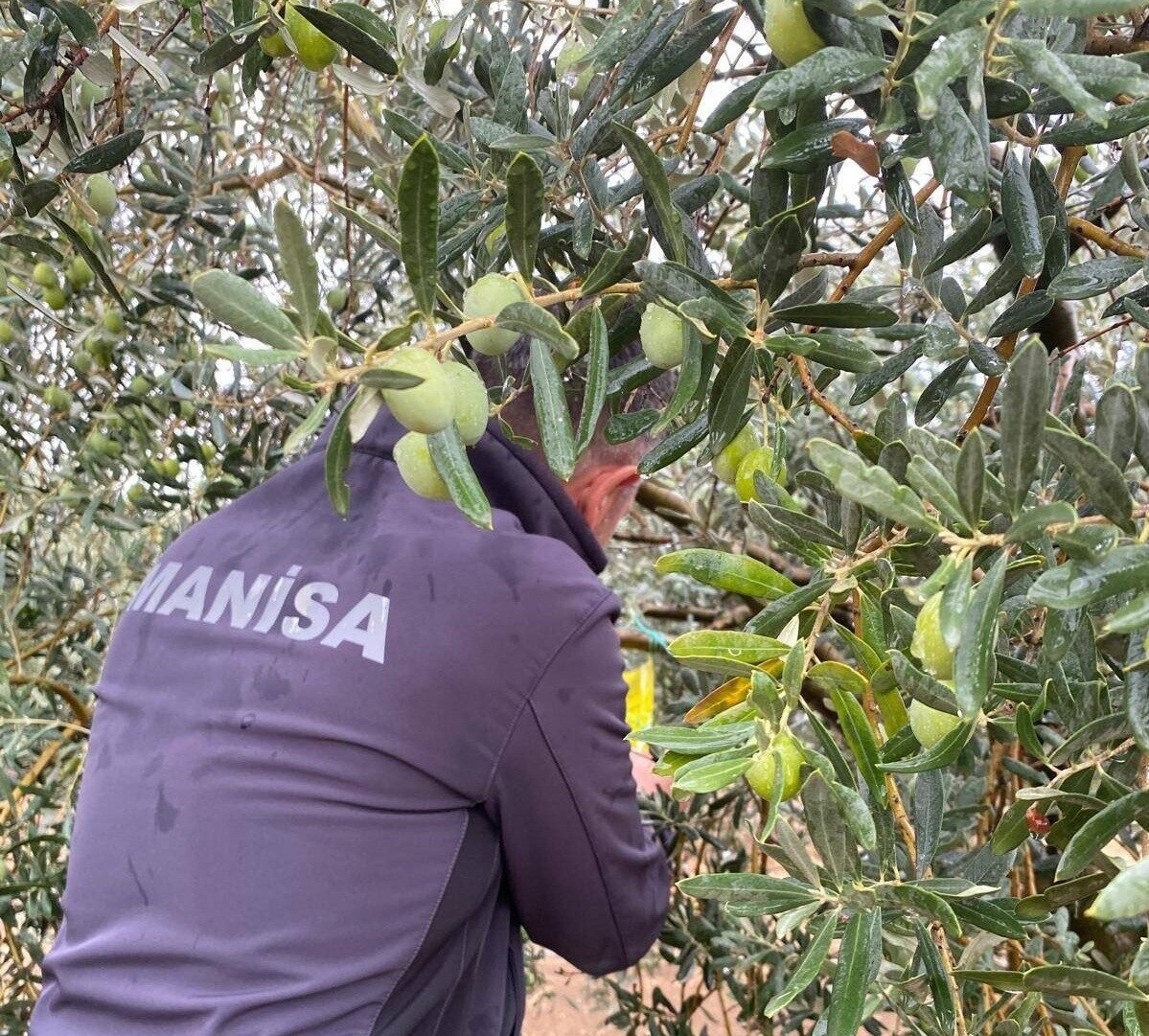 Manisa’da zeytincilere çifte uyarı