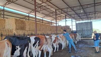 Aydın’ın Nazilli ilçesi İsabeyli Mahallesi’nde tespit edilen şap hastalığı sebebiyle