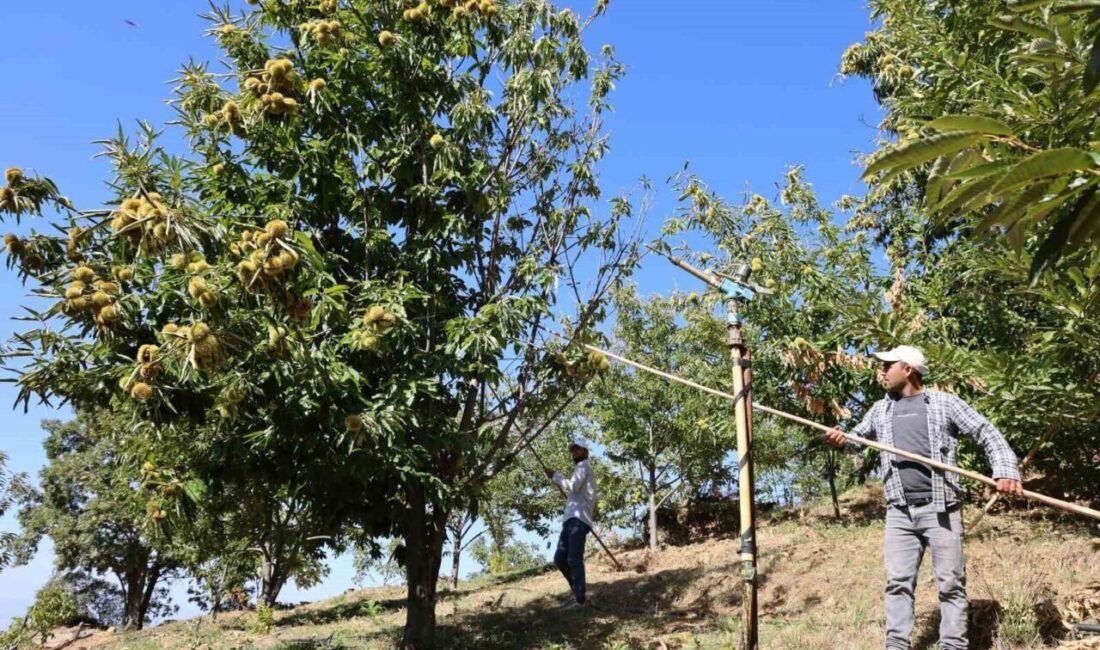 Aydın’da kestane hasadının yaklaşmasıyla birlikte işçi yevmiyeleri belli olurken, Nazilli