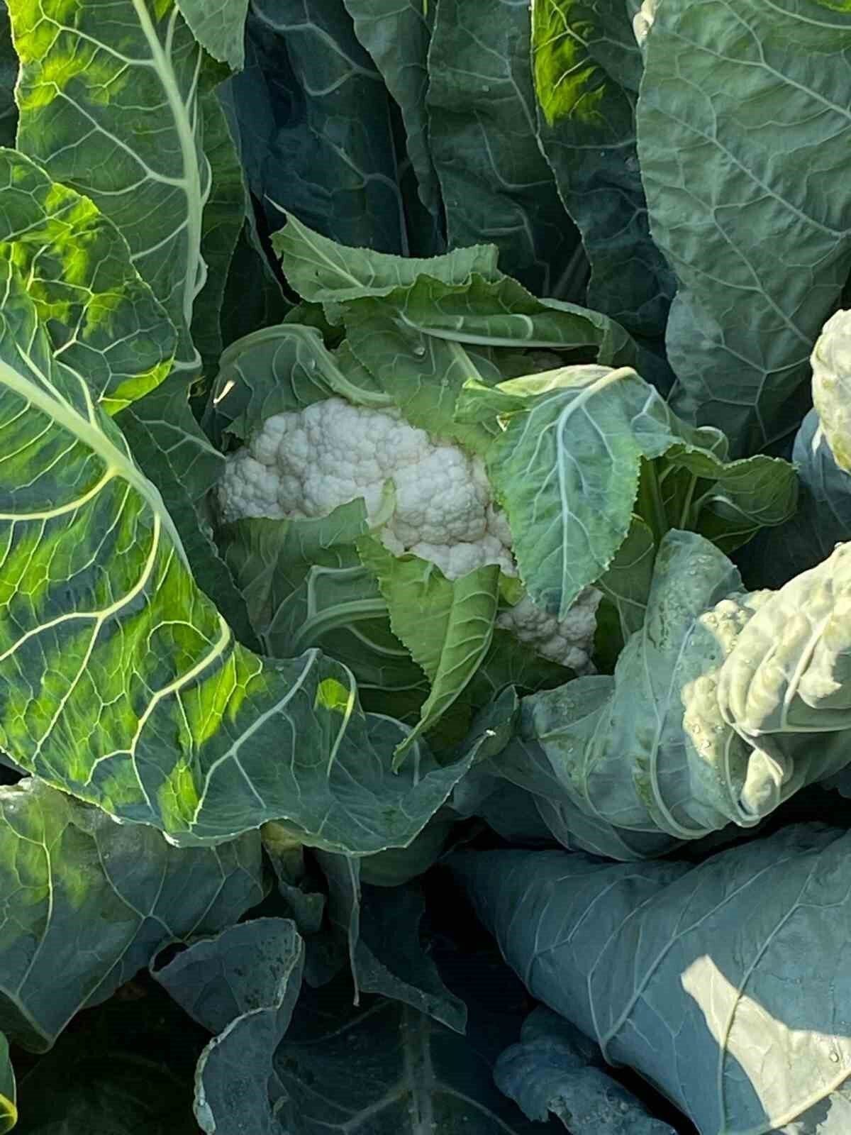 Sarıgöl Pazarı ata tohumlu sebzelerle renklendi