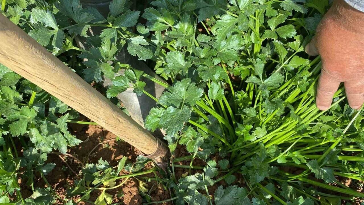 Sarıgöl Pazarı ata tohumlu sebzelerle renklendi