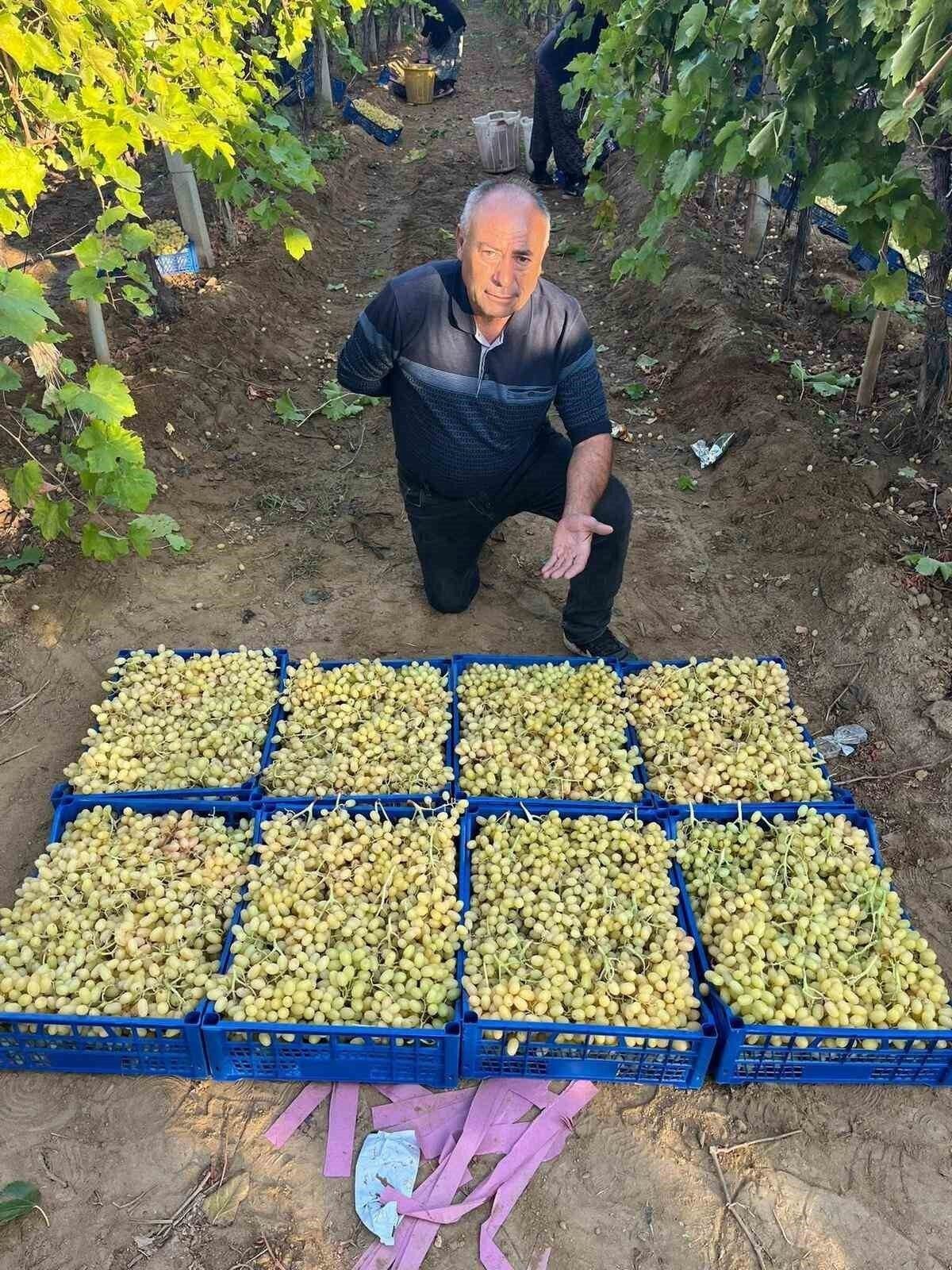 Sarıgöl’de üzüm hasadı hız kesmeden devam ediyor Sarıgöl’de üzüm hasadı hız kesmeden devam ediyor