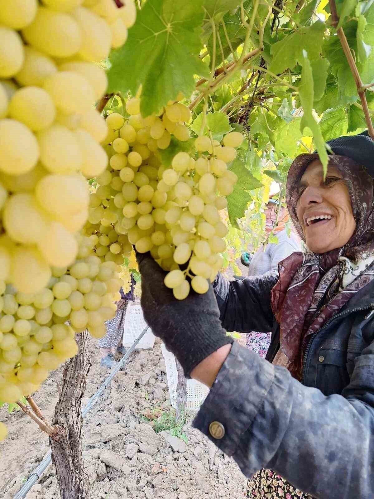 Sarıgöl’de üzüm hasadı hız kesmeden devam ediyor