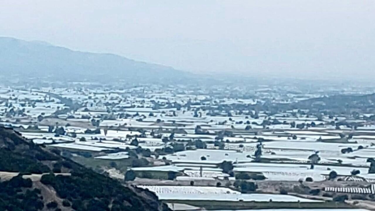 Sarıgöl’de üzüm üretici ihracatın hız kazanmasını bekliyor