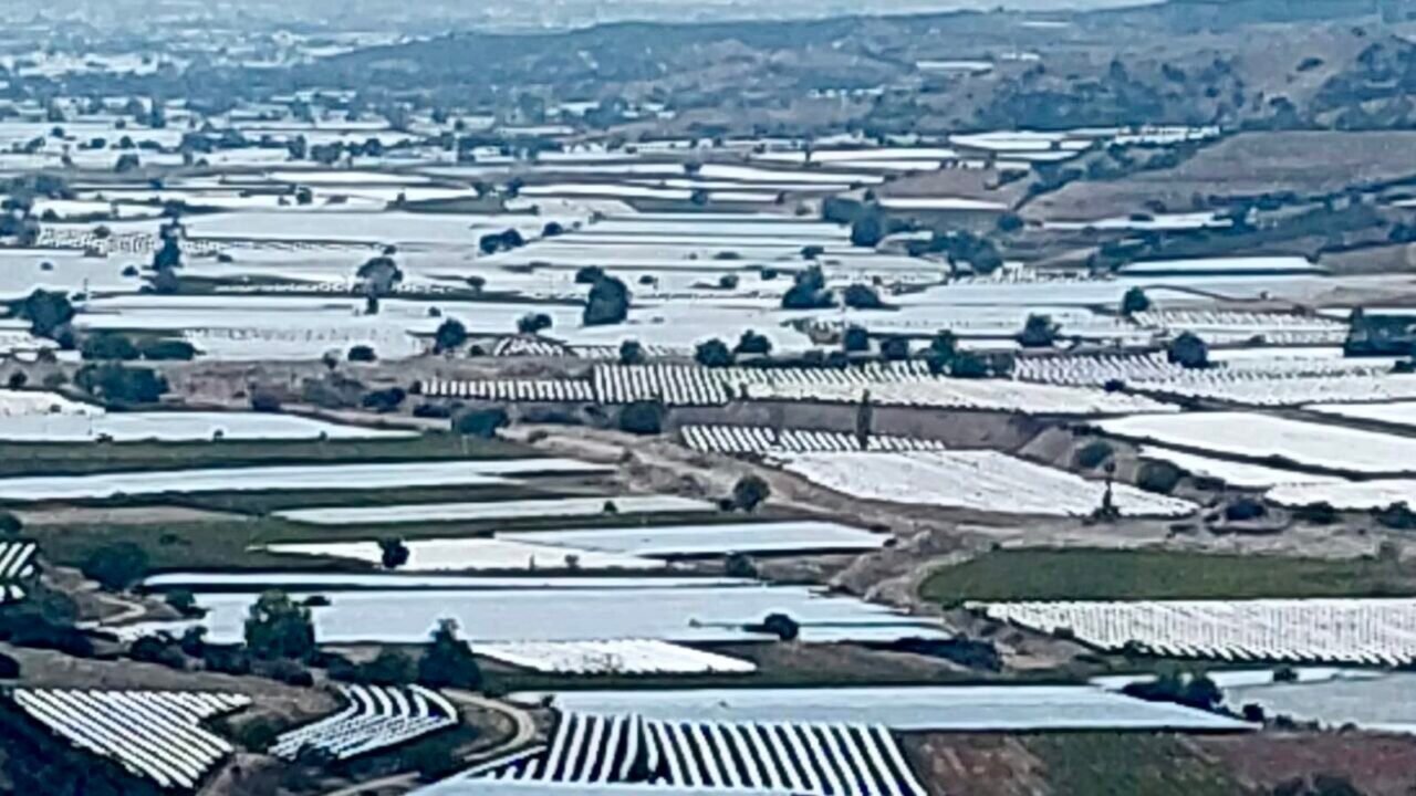 Sarıgöl’de üzüm üretici ihracatın hız kazanmasını bekliyor