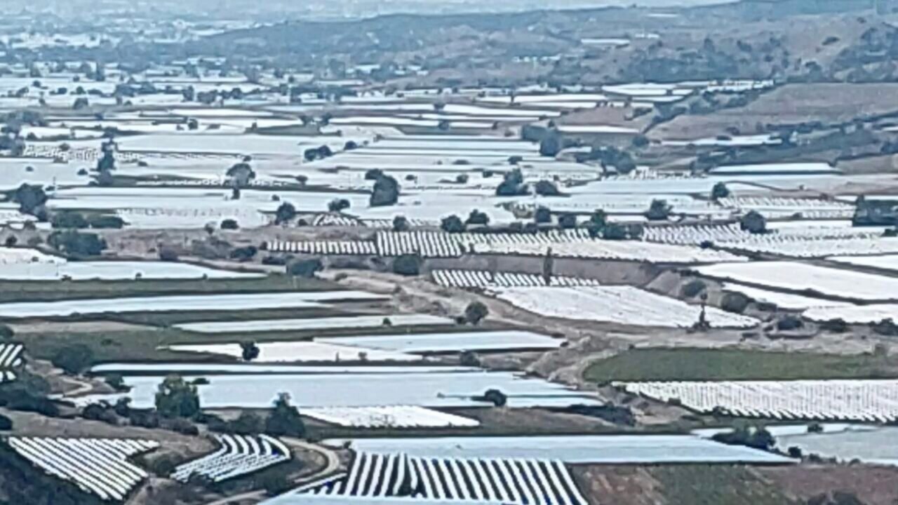 Sarıgöl’de üzüm üretici ihracatın hız kazanmasını bekliyor
