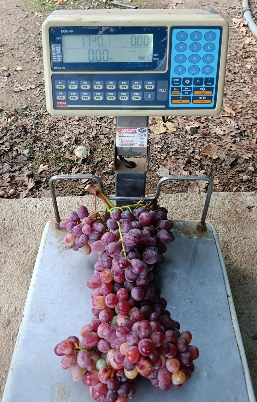 Sarıgöllü üreticiden 1 kilo 740 gramlık üzüm salkımı