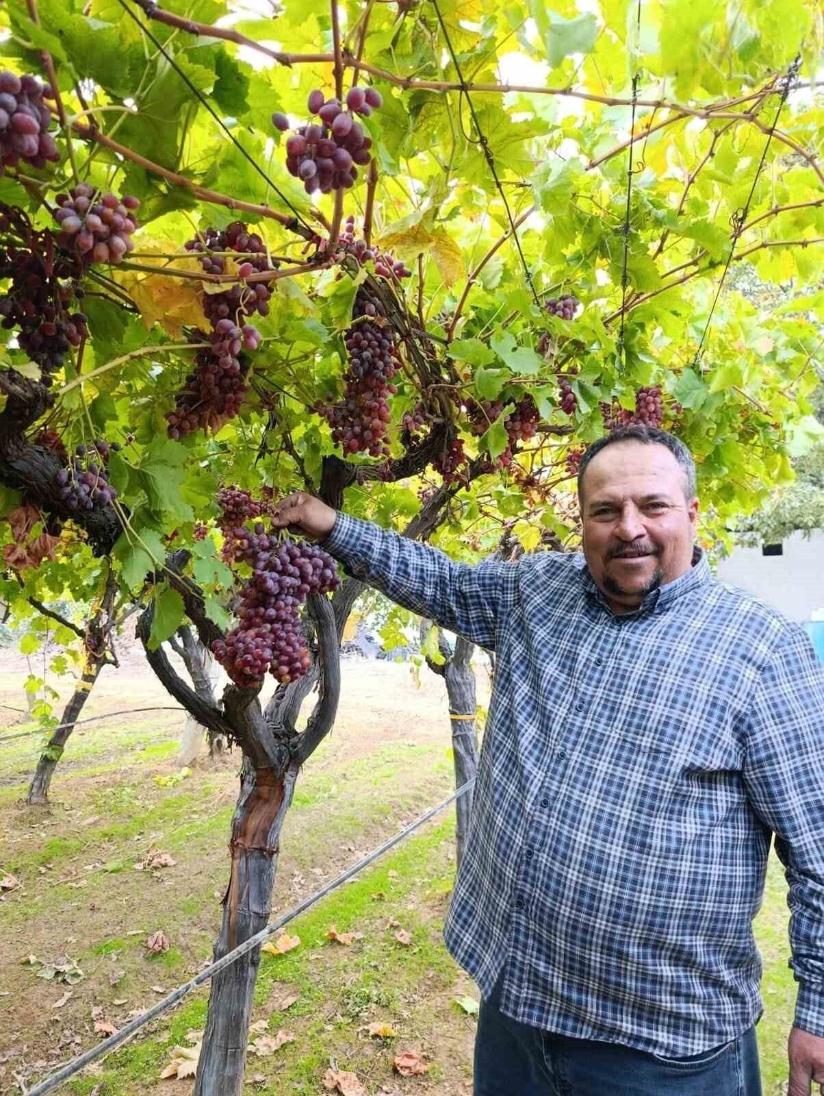 Sarıgöllü üreticiden 1 kilo 740 gramlık üzüm salkımı