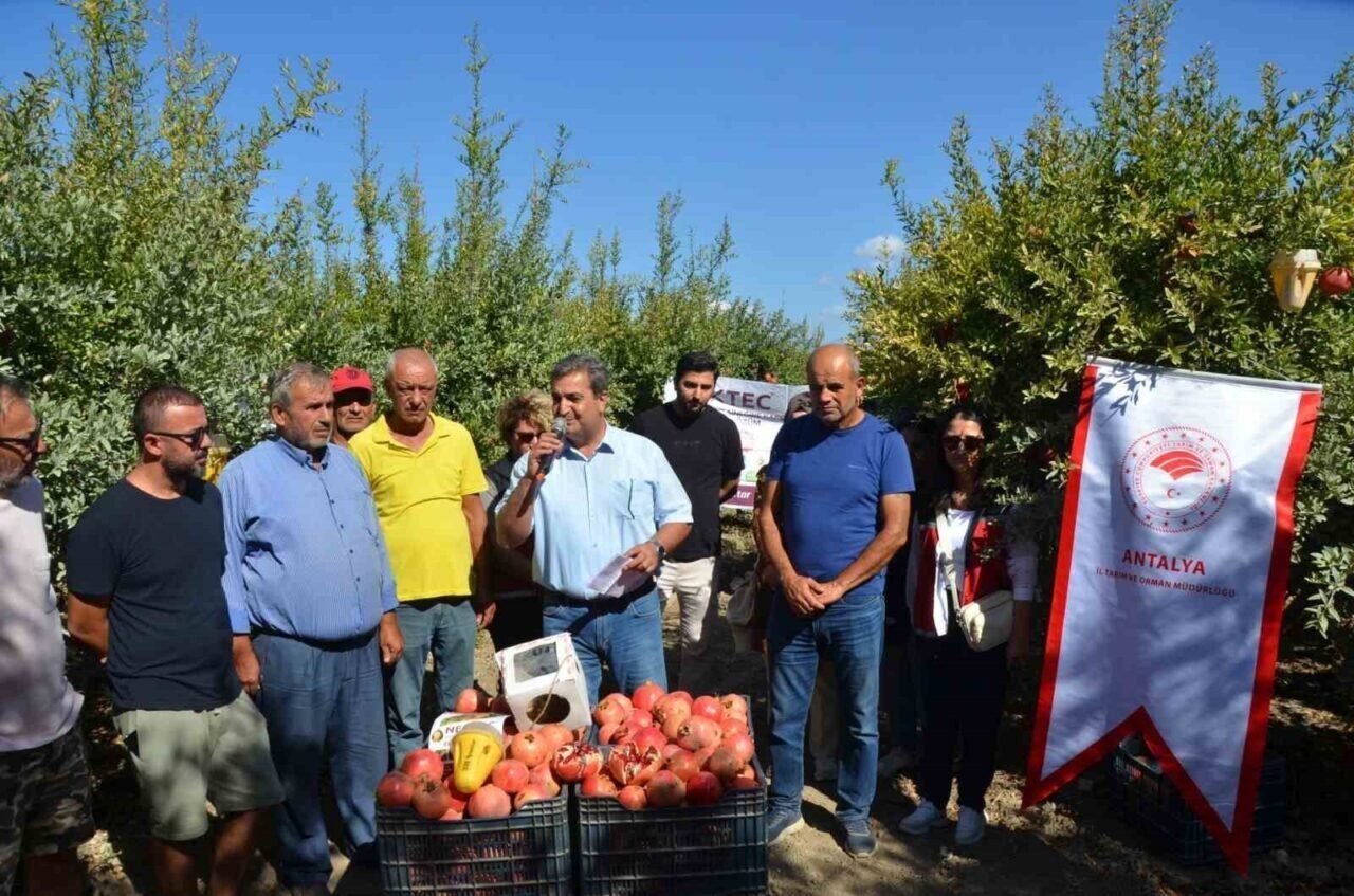 Serik’te nar hasadı başladı Serik’te nar hasadı başladı