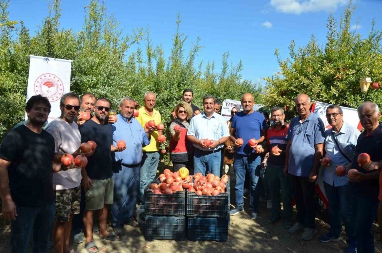 Serik’te nar hasadı başladı