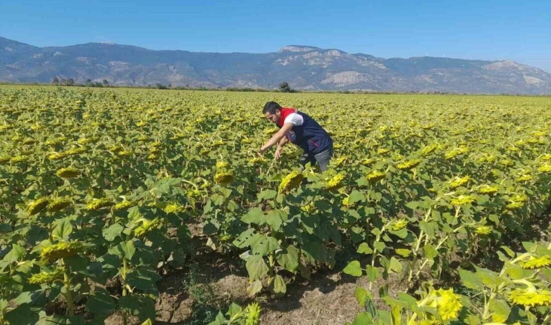 Söke İlçe Tarım ve Orman Müdürlüğü 2025 yılı desteklemelerine esas