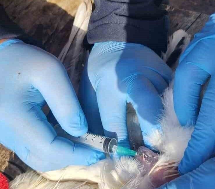 Söke’de kırsal mahallelerdeki tavuklardan kuş gribi numunesi alındı Aydın’ın Söke ilçesinde kuş gribi saha taraması kapsamında Doğanbey Mahallesi’nde