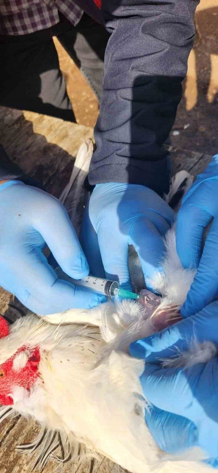 Söke’de kırsal mahallelerdeki tavuklardan kuş gribi numunesi alındı Söke’de kırsal mahallelerdeki tavuklardan kuş gribi numunesi alındı