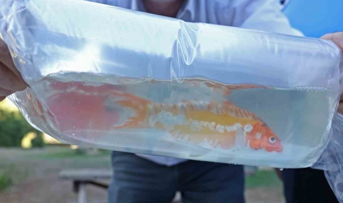 Tayland’tan süs balıkları, Tokat’tan horoz, İstanbul’dan kalkan balığı Antalya Büyükşehir Belediyesi Zabıta ekipleri, Antalya Şehirlerarası Otobüs Terminali’nde gerçekleştirdiği