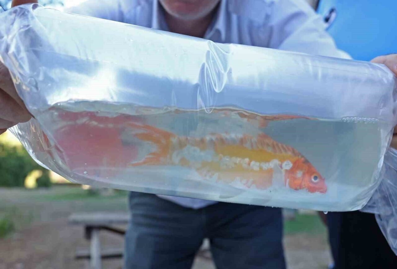 Tayland’tan süs balıkları, Tokat’tan horoz, İstanbul’dan kalkan balığı Tayland’tan süs balıkları, Tokat’tan horoz, İstanbul’dan kalkan balığı