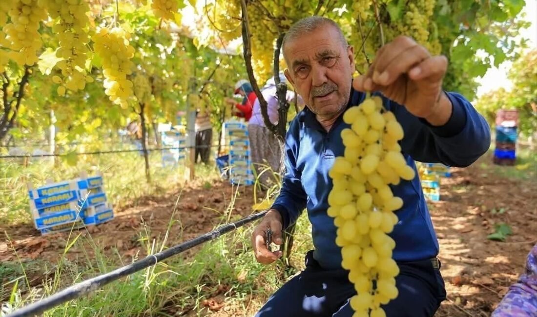 Üzüm fiyatlarındaki düşüş üreticileri tedirgin etti Manisa’nın Sarıgöl ilçesinde yaş üzüm fiyatlarındaki düşüş üreticiyi zor durumda