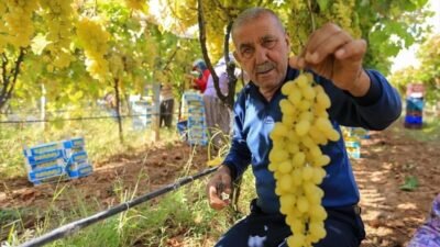 Manisa’nın Sarıgöl ilçesinde yaş üzüm fiyatlarındaki düşüş üreticiyi zor durumda