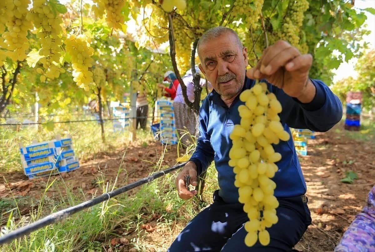 Üzüm fiyatlarındaki düşüş üreticileri tedirgin etti Üzüm fiyatlarındaki düşüş üreticileri tedirgin etti